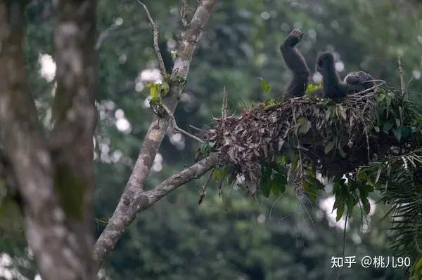 别再乱买床垫!一张好床垫对睡眠的真实影响!家用床垫推荐:白色光年M1床垫实测分享 V2 0d87a2c2e5dedc36d44a55b5cb010d6d B